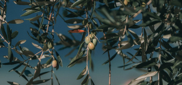 Olea Europaea Fruit Oil